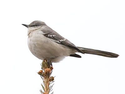 The mockingbird posed better this time (see January 3 above).