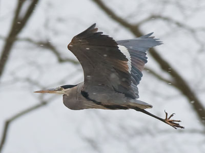 This heron did not welcome my company.