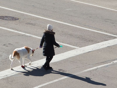 I`ll never know why the dog was wearing just one sock.