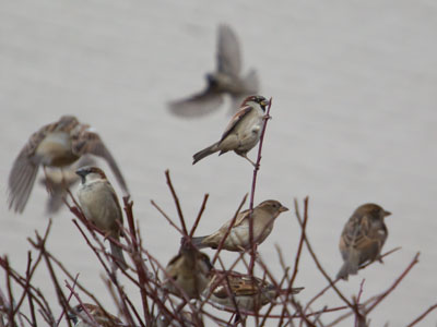 This tree is always busy with birds.