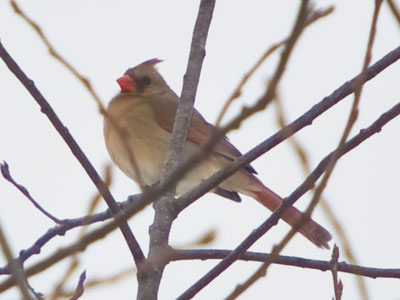 Her bright red mate was too high for me to photograph.