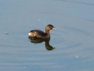 It`s a coot, not a duck! It would disappear underwater for 15 seconds and resurface a long distance away.