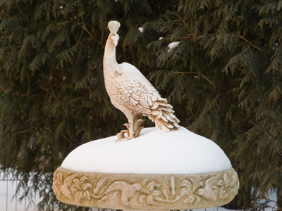 Frozen peacock.