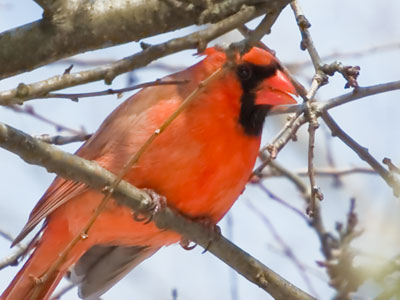 Two male cardinals had a prolonged disagreement.