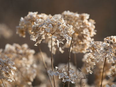 February flowers.