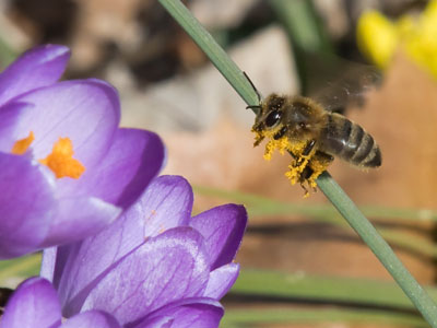 Getting an early start on springtime.