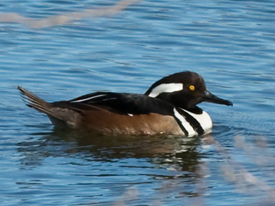 How much wood would a wood duck duck if a wood duck could duck wood?