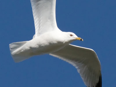 Gulls have retractable landing gear.