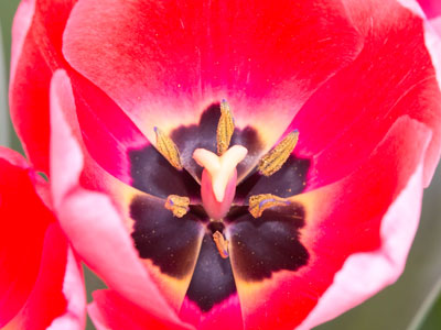 It`s nearly tulip time.  This one is real, but in a planter.