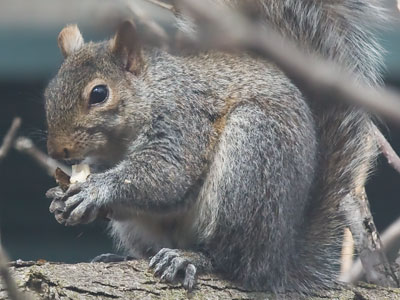 Stuff Squirrels Eat, Part One.