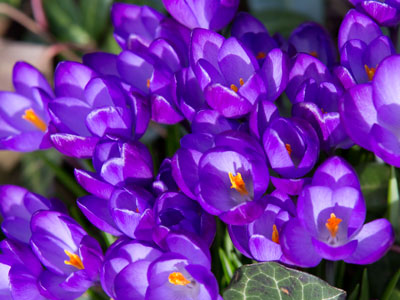 When crocuses last in the dooryard bloom`d.