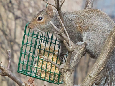 Stuff Squirrels Eat, Part Two.