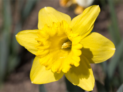 The definitive daffodil.