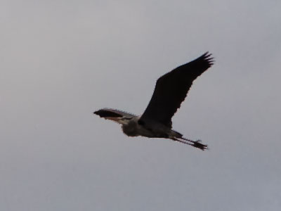 A heron in stealth mode.