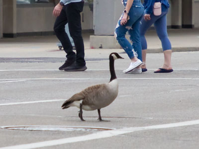 Looking for the most obtrusive place to build a nest (see April 22, 2020).