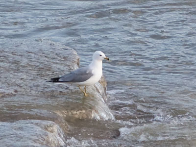 Today I saw a gull duck, but I`ve never seen a duck gull.