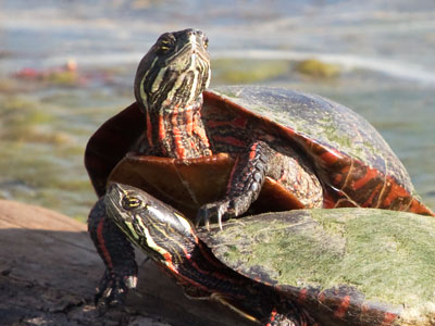 I had to wait in line to take pictures of the turtles (see March 10 above).