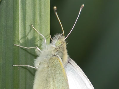 My first butterfly photo of the season usually isn`t this coherent (see April 12, 2006;  April 20, 2008;  March 23, 2009;  March 30, 2010;  March 29, 2013;  April 17, 2014;  March 29, 2017;  and April 2, 2020).