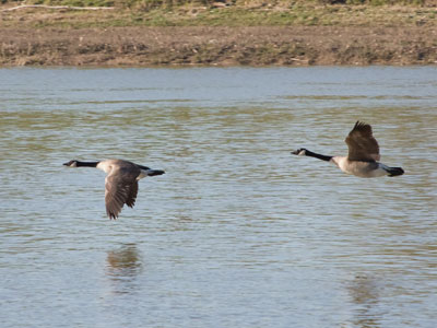 Geese don`t have a stealth mode (see March 22 above).