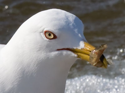 Gull lunch.