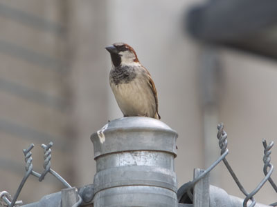 Keeping an eye on the parking garage.