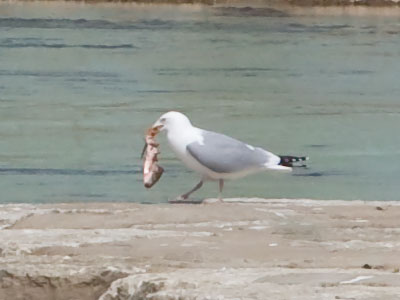 Gull lunch.