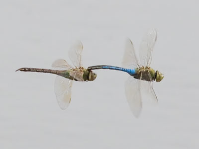 My first dragonfly photo of the season usually isn`t this coherent (see March 27, 2021).