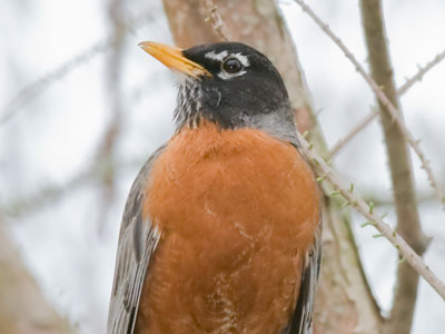 A robin sits pluming his ruddy breast, and a madrigal sings to his love in her nest.  PAUL LAURENCE DUNBAR