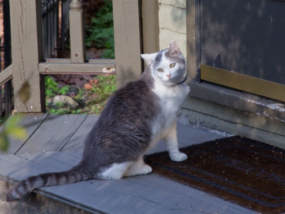 Betty White came to see my cat-loving neighbor who moved away months ago (see September 27, 2020).