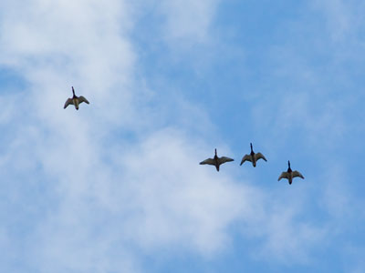 Missing duck formation.