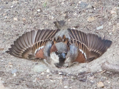 Instead of another tall building, I photographed a bird taking a dirt bath.  I guess I am a nature photographer.