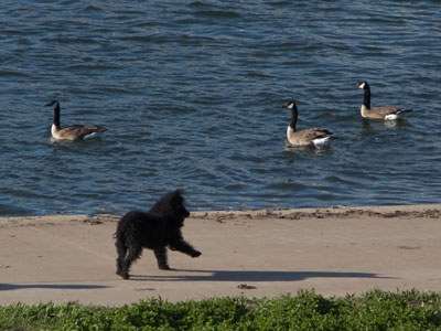 Doggo really wants a goose.