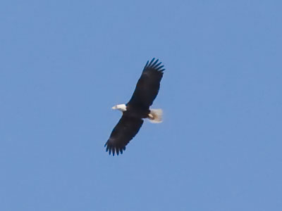 Along the Great Miami River:  bald eagle.