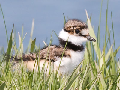 Along the Great Miami River:  fledgling killdeer.