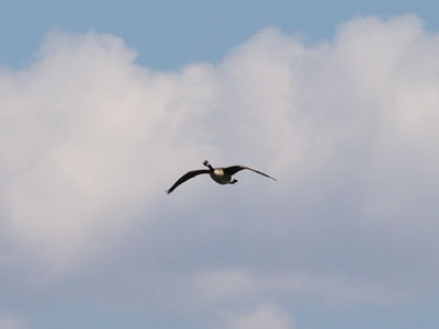 Along the Great Miami River:  Canada goose.