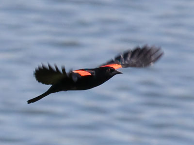 Along the Great Miami River:  red-winged blackbird.