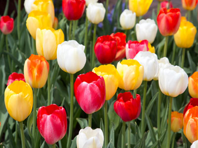 Tulip festival.