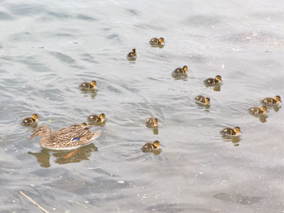 There was one mother duck and sixteen ducklings.