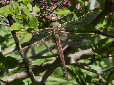 My dragonfly photos are getting less coherent (see April 10 above).