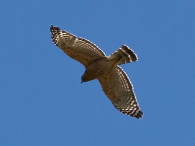 Robins, cardinals and bluejays put aside their differences and noisily harassed this hawk until it left the area.