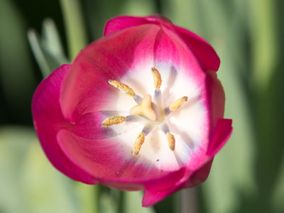 In 17th century Holland, certain tulip bulbs were worth as much as a house.  I like tulips a lot -- but not that much.