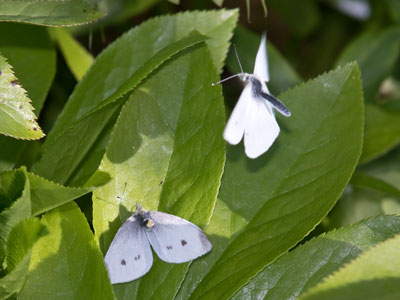 Butterflies in love.