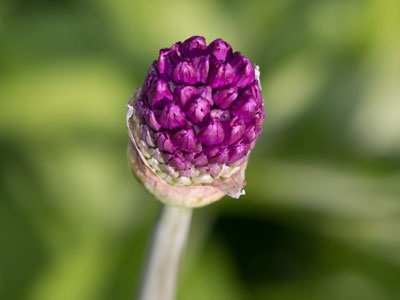 This flower looks best now, before it fully blooms.