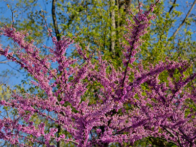 Blossoming trees are the best thing about springtime.