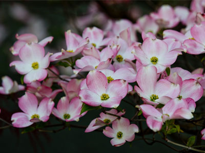 The trick is to be there at the right time of day and when the blooms are at their best (see April 21 above).