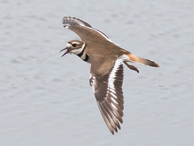 I despise geese, I tolerate gulls, ducks make no impression on me, but kildeers get my heart racing.