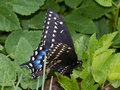 Finally, a butterfly that isn`t a cabbage white (see April 18, 2021).