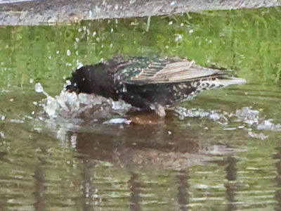 A clean starling is a happy starling.