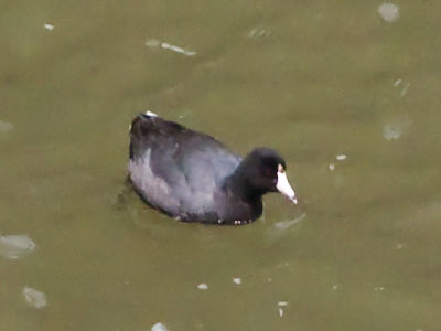 I`ve never seen a coot around here during the spring (see February 7, 2018).