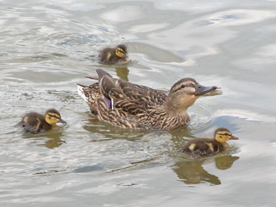 Sixteen ducklings have become three (see April 23, 2021).